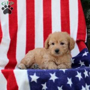 Aletha, Morkie-Poo Puppy